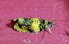 Celypha aurofasciana